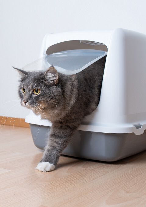 A cat using a hooded litter box.